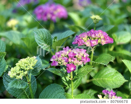 盛開的繡球花<山根山繡球花園/愛知縣東羽津町> 80766678