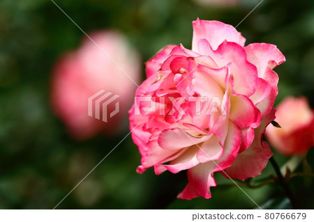 花的女王 花的女王 80766679