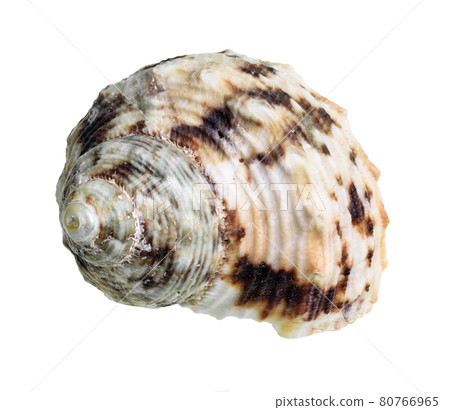 dried seashell of whelk mollusk cutout on white dried seashell of whelk mollusk cutout on white 80766965