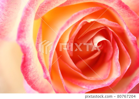 Queen of flowers Queen of flowers 80767204