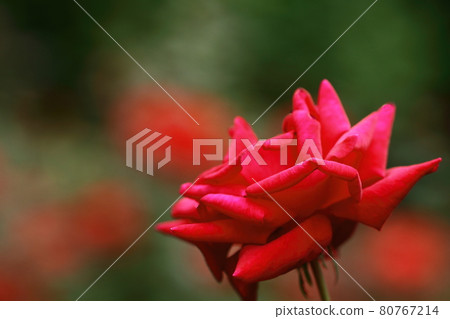 花的女王 花的女王 80767214