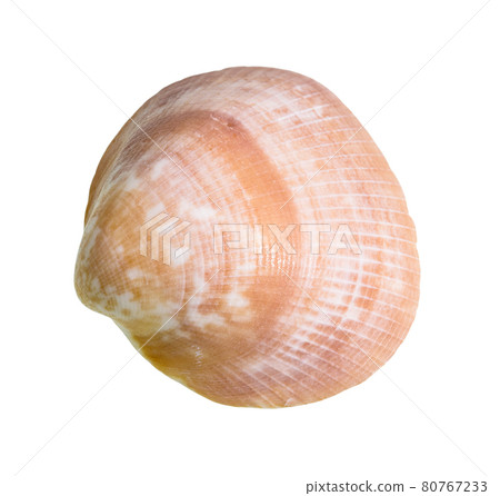 dried brown shell of clam cutout on white 80767233