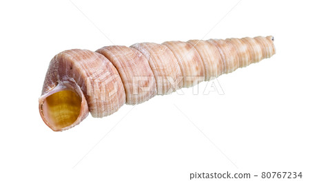 dried empty shell of turritella mollusk cutout 80767234