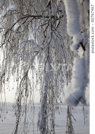 winter weather in the park or forest and deciduous trees winter weather in the park or forest and deciduous trees 80767467
