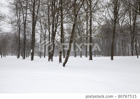 frosty winter after snowfall with bare deciduous trees frosty winter after snowfall with bare deciduous trees 80767515
