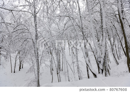 a large number of bare deciduous trees in the winter season 80767608