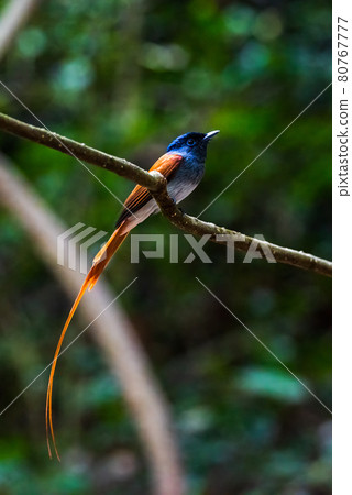 Asian Paradise Flycatcher,beautiful bird in tropical forest Asian Paradise Flycatcher,beautiful bird in tropical forest 80767777