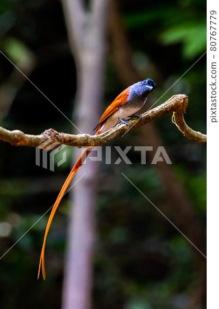 Asian Paradise Flycatcher,beautiful bird in tropical forest Asian Paradise Flycatcher,beautiful bird in tropical forest 80767779