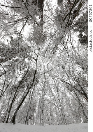 in the snow, deciduous trees in the winter season in the snow, deciduous trees in the winter season 80767861