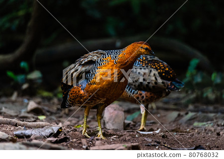 Ferruginous Partridge,two spikes on each side of the Kaeng Krachan forest of Thailand. Ferruginous Partridge,two spikes on each side of the Kaeng Krachan forest of Thailand. 80768032