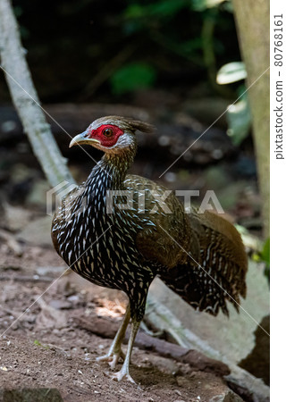 Female The kalij pheasant,beautiful bird in tropicalrain forest 80768161