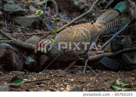 Female The kalij pheasant,beautiful bird in tropicalrain forest 80768163