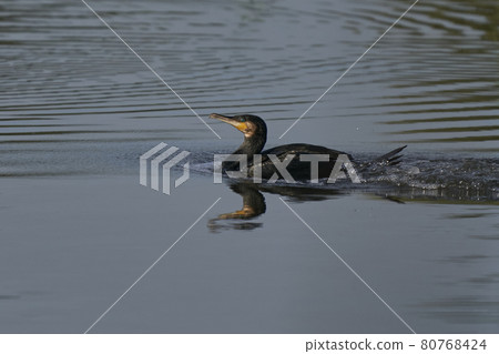 Cormorant landing on water 80768424