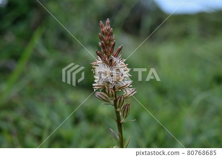 California flower 80768685