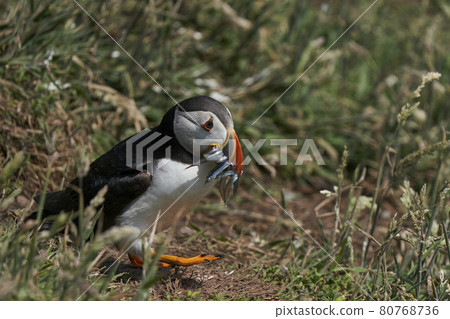 Puffin with fish Puffin with fish 80768736