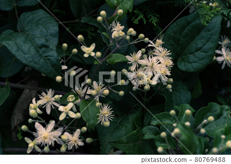 White flower of Clematis apii 80769488