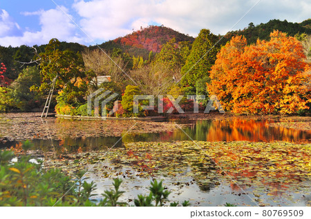 京都市右京區龍安寺的秋葉和紅葉反映在京葉 京都市右京區龍安寺的秋葉和紅葉反映在京葉 80769509