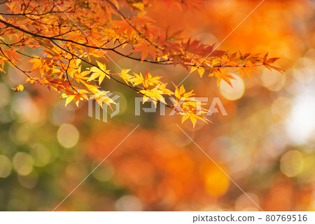 京都左京區寶池公園的楓葉 京都左京區寶池公園的楓葉 80769516