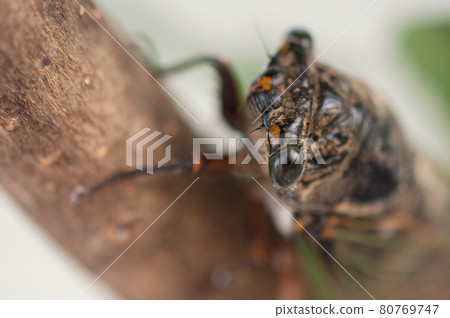 熊澤米棲息在樹枝上 熊澤米棲息在樹枝上 80769747