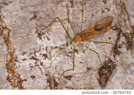 Adult Assassin Bug Adult Assassin Bug 80769748