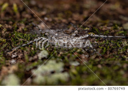 Adult Longspinneret Spider 80769749