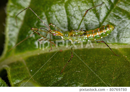 Assassin Bug Nymph Assassin Bug Nymph 80769780