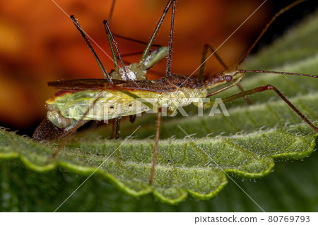 Adult Assassin Bugs Adult Assassin Bugs 80769793