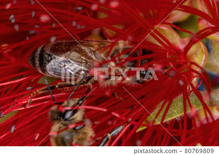 Adult Western Honey Bee 80769809
