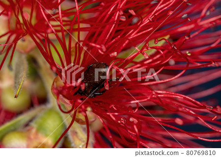 Adult Female Stingless Bee Adult Female Stingless Bee 80769810