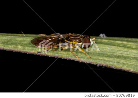 Adult Typical Hover Fly Adult Typical Hover Fly 80769819