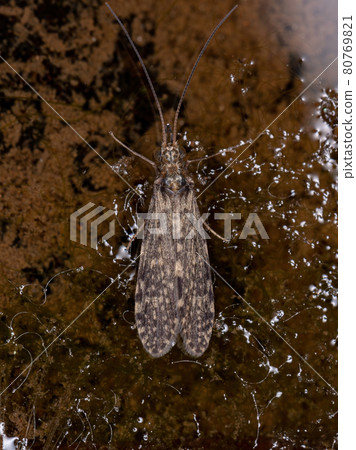 Adult Caddisfly Insect Adult Caddisfly Insect 80769821