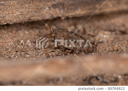 Adult Toad Bug Adult Toad Bug 80769822