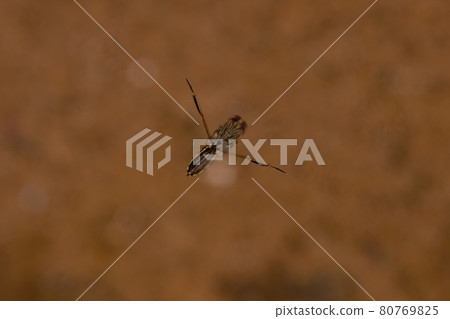 Small Typical Backswimmer Insect Small Typical Backswimmer Insect 80769825