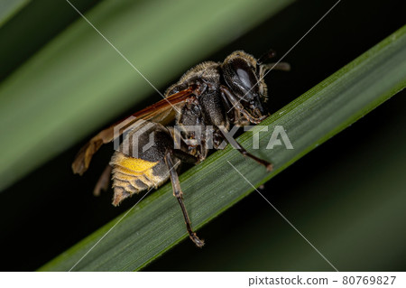 Adult Honey Wasp 80769827
