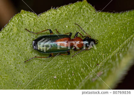 Adult Ground Beetle 80769836