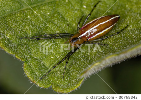 Adult Typical Orbweaver Spider Adult Typical Orbweaver Spider 80769842