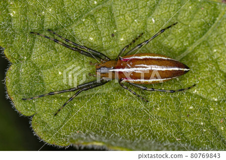 Adult Typical Orbweaver Spider Adult Typical Orbweaver Spider 80769843