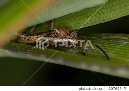Adult Broad-headed Bug 80769845