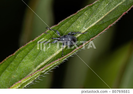 Adult Straight-snouted Weevil Adult Straight-snouted Weevil 80769881