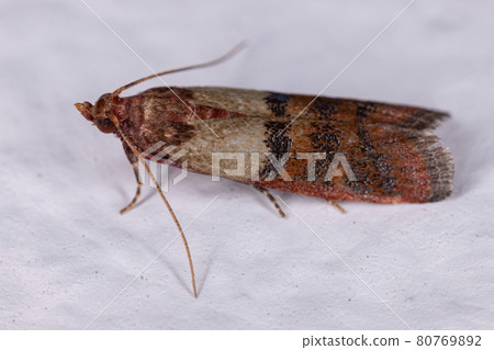 Adult Indian Meal Moth 80769892