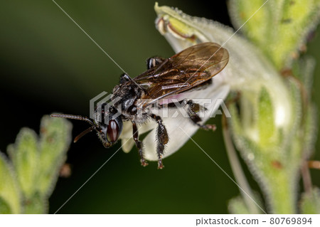 Adult Female Stingless Bee of the Genus Trigona on a flower Adult Female Stingless Bee of the Genus Trigona on a flower 80769894