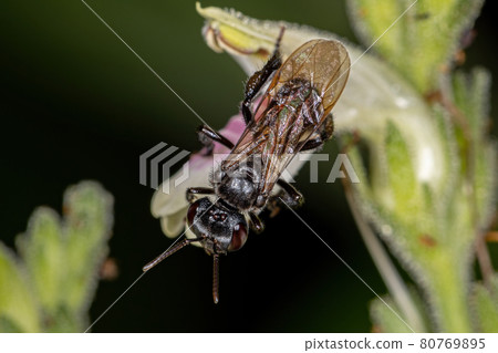 Adult Female Stingless Bee of the Genus Trigona on a flower Adult Female Stingless Bee of the Genus Trigona on a flower 80769895