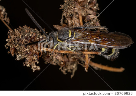 Adult Scoliid Wasp Adult Scoliid Wasp 80769923