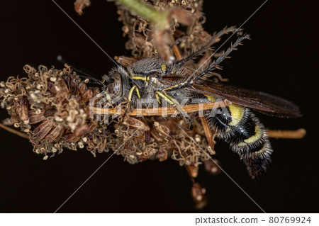 Adult Scoliid Wasp Adult Scoliid Wasp 80769924