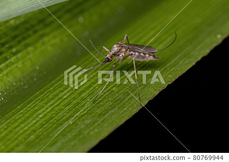 Adult Culicine Mosquito 80769944