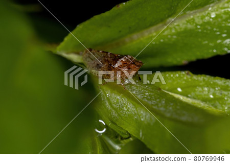 Adult Flat-headed Leafhopper 80769946
