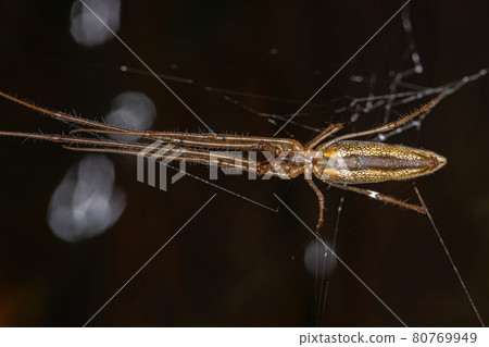 Adult Long-jawed Orbweaver Adult Long-jawed Orbweaver 80769949