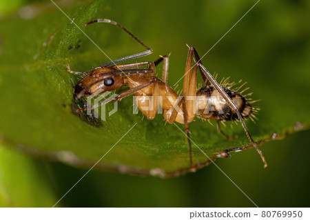 Adult Female Carpenter Ant Adult Female Carpenter Ant 80769950