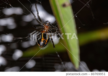 Adult Classic Orbweaver Adult Classic Orbweaver 80769951