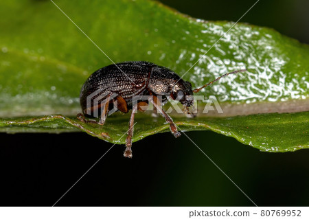 Adult Leaf Beetle Adult Leaf Beetle 80769952